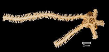Media type: image; Invertebrate Zoology OPH-4961 Aspect: ventral